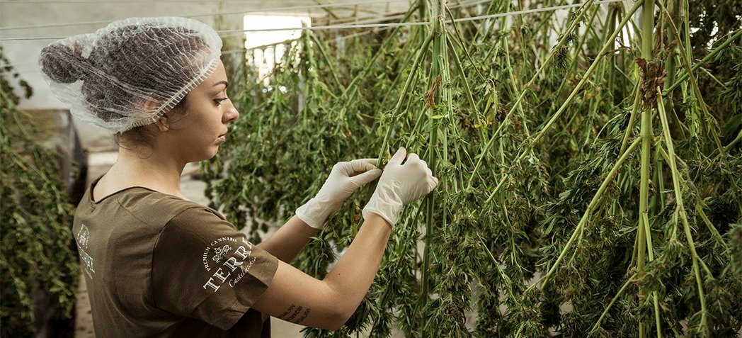 Cannabis