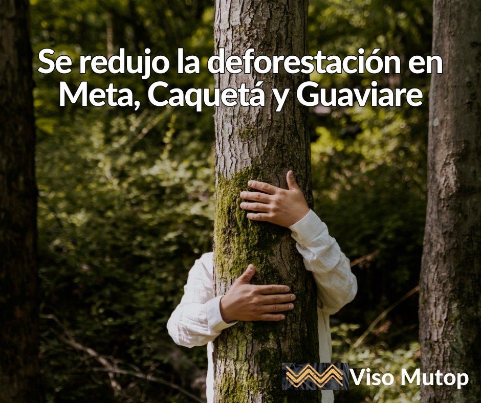 Se redujo la deforestación en Meta, Caquetá y Guaviare