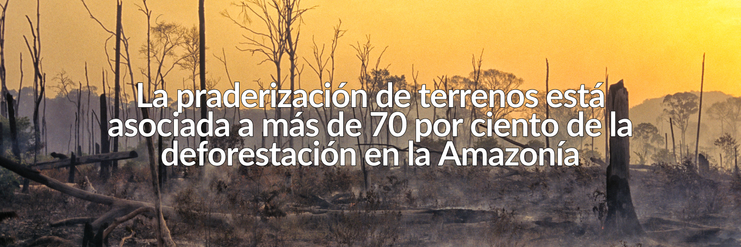 «La ‘praderización’ de terrenos está asociada a más de 70  por ciento de la deforestación en la Amazonía»