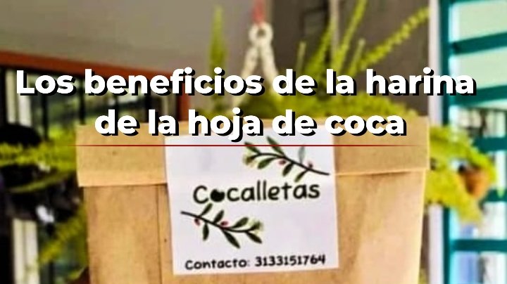 Los beneficios de la harina de la hoja de la coca